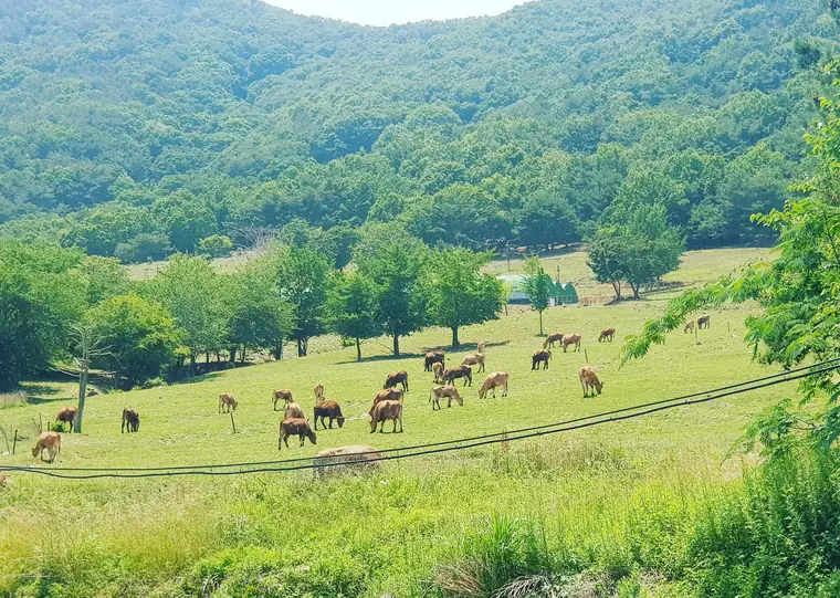 신우목장 갤러리